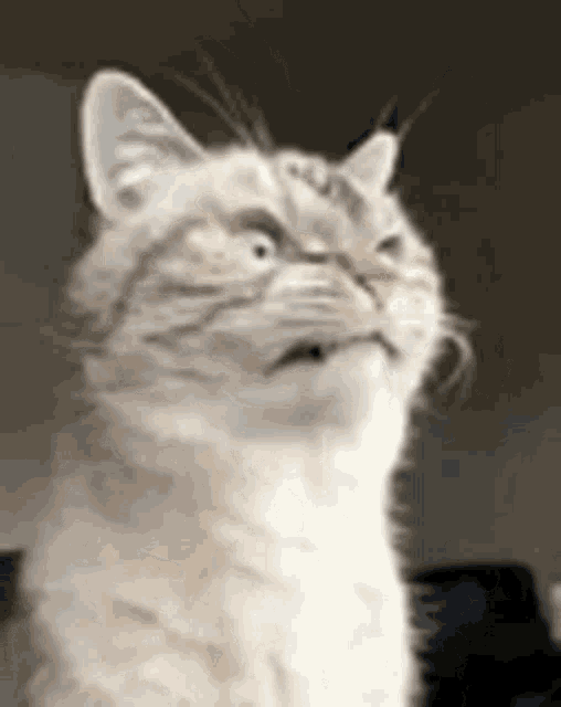 Eye Twitch Cats Are Derps GIF - Eye Twitch Cats Are Derps Cat GIFs