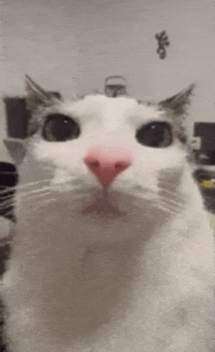 a white cat with a pink nose is looking at the camera and making a funny face .