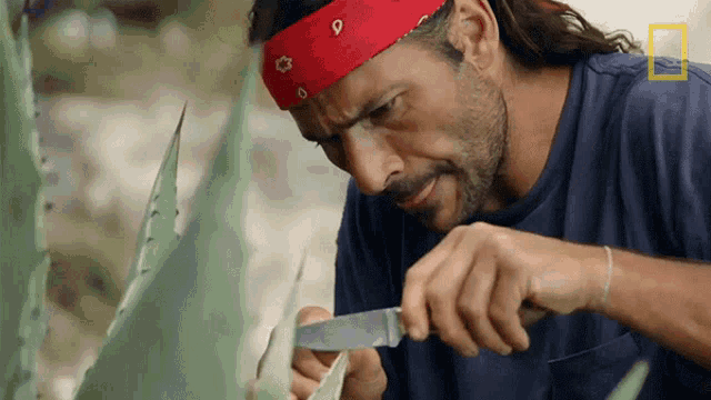 a man wearing a red bandana is cutting a plant