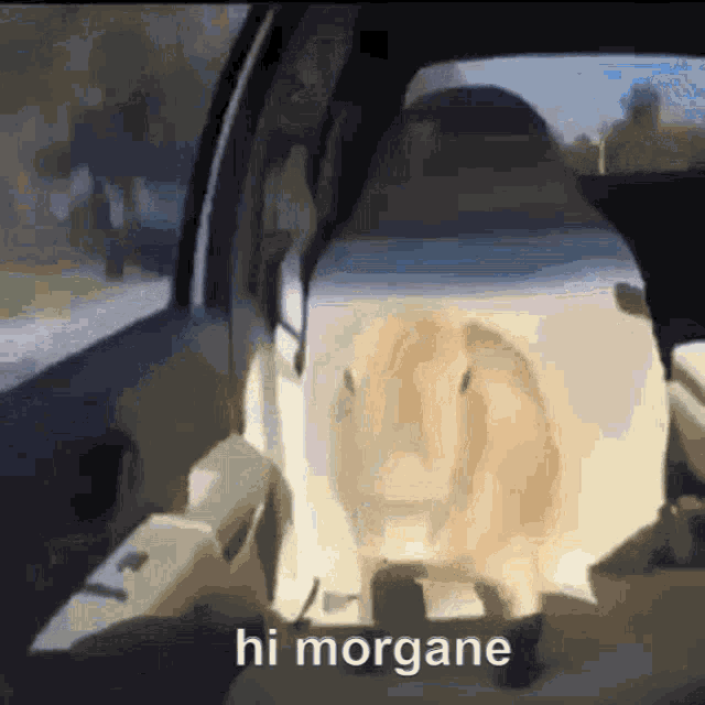 Hi Morgane GIF - Hi Morgane Capybara GIFs
