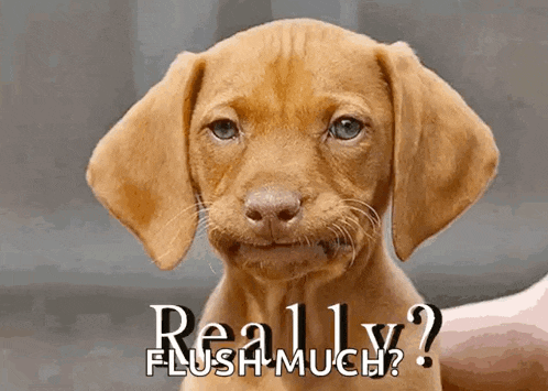 a brown puppy is being held by a person and says really flush much