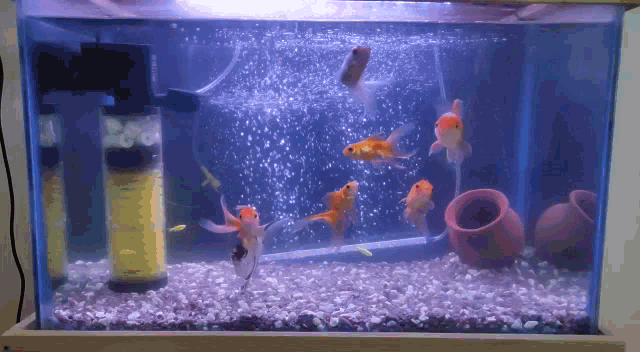 Kg Gold Fish GIF - Kg Gold Fish GIFs