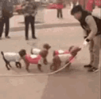 a man is walking three dogs on a leash on a city street .
