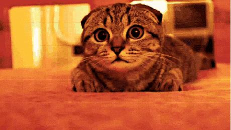 a close up of a cat laying on a bed