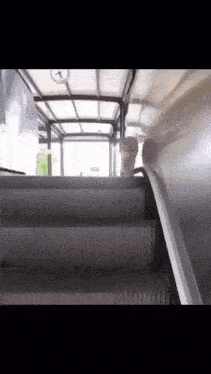 a cat is walking down a set of stairs .