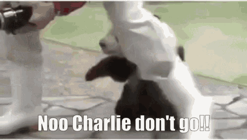 Panda Baby Charlie GIF - Panda Baby Charlie Holding Leg GIFs