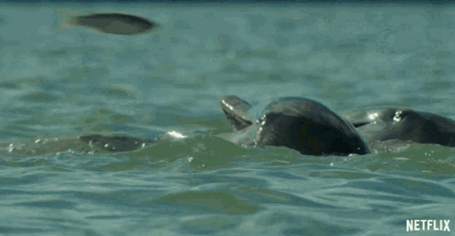 a dolphin is swimming in the ocean with a netflix logo in the background