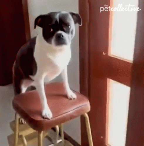 Short The Pet Collective GIF - Short The Pet Collective Ladder GIFs