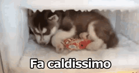 a husky puppy is laying in a refrigerator with the words fa caldissimo written above it