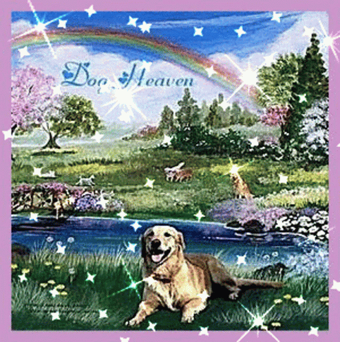 Rainbow Dog Heaven GIF - Rainbow Dog Heaven Happy GIFs