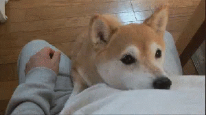 Doge Shiba GIF - Doge Shiba Inu GIFs