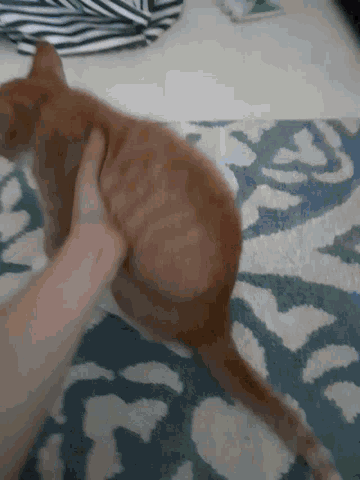 Flipping Cat GIF - Flipping Cat GIFs