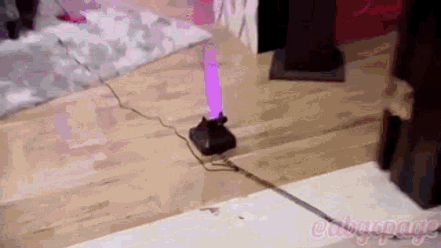 a cat is standing on a wooden floor next to a purple light .