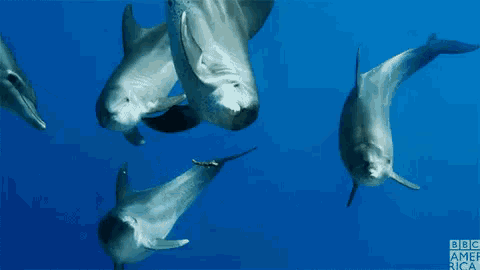 a group of dolphins are swimming in the ocean with bbc america written on the bottom