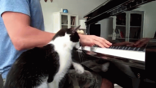 Practice Can Wait, It'S Me Time! GIF - Piano Cat Pet GIFs