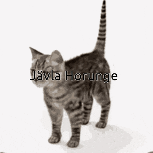 a black and white photo of a cat with the words " javila horunge " written on it