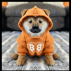 a small dog wearing an orange hoodie with a heart and the letter b on it