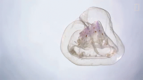 Jellyfish National Geographic GIF - Jellyfish National Geographic Heartbeat GIFs