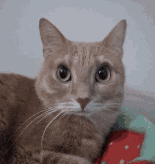 Burping Cat GIF - Burping Cat Talkingcat GIFs