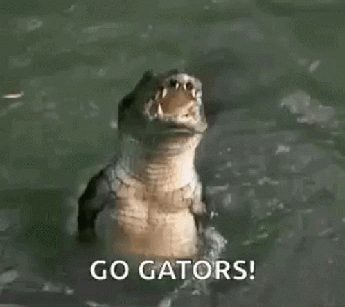 Gator Alligator GIF - Gator Alligator Eat GIFs