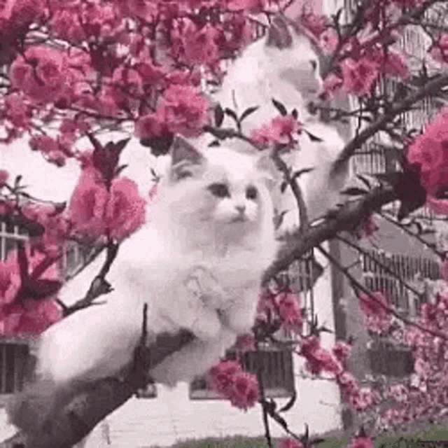two white cats are sitting on a branch of a tree covered in pink flowers .