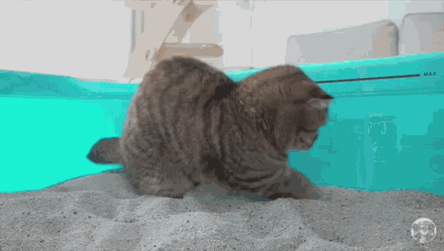 a cat is playing in a litter box with a measuring tape on it .
