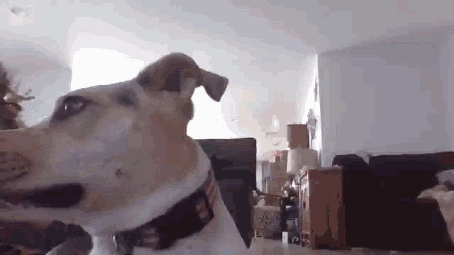 a dog is standing in a living room with a collar on and looking at the camera .