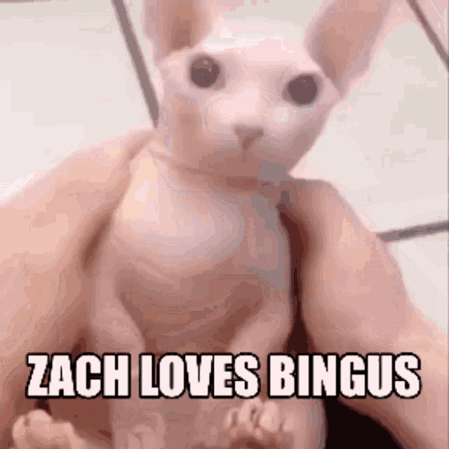 Zach Loves Bingus Bingus I Love U Zach Loves Bingus Bingus Cat Zacharie Loves Bingus GIF - Zach Loves Bingus Bingus I Love U Zach Loves Bingus Bingus Cat Zacharie Loves Bingus GIFs