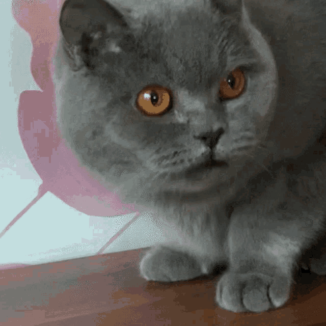 Cat Vomit GIF - Cat Vomit Luvicat GIFs