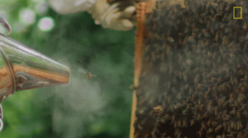 Bee Smoker Nat Geo Wild GIF - Bee Smoker Nat Geo Wild Swarm GIFs