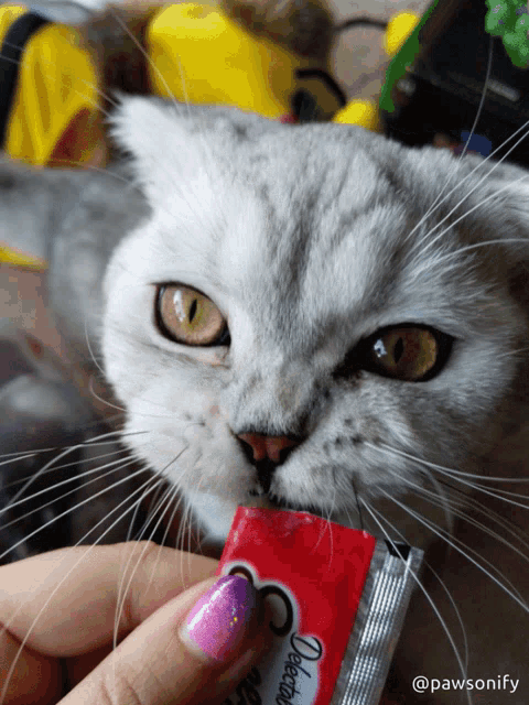 a close up of a cat with a packet of cheddar cheese