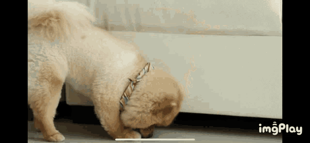 a dog sniffing something under a couch with imgplay written on the bottom of the screen