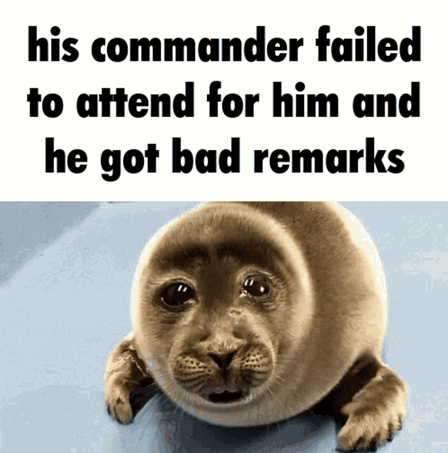 Sad Seal GIF - Sad Seal GIFs