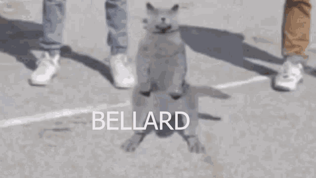 Bellard Cat GIF - Bellard Cat Nae Nae GIFs