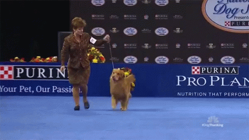 Golden Retriever Running GIF - Golden Retriever Running Dog GIFs