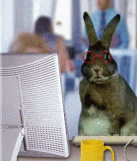 Funny Animals Hard Worker GIF - Funny Animals Hard Worker Worker Bunny GIFs
