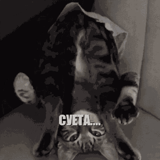 a cat laying upside down with a caption that says " cveta ... "