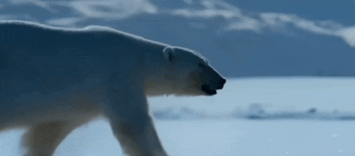 a polar bear is walking through a snowy field