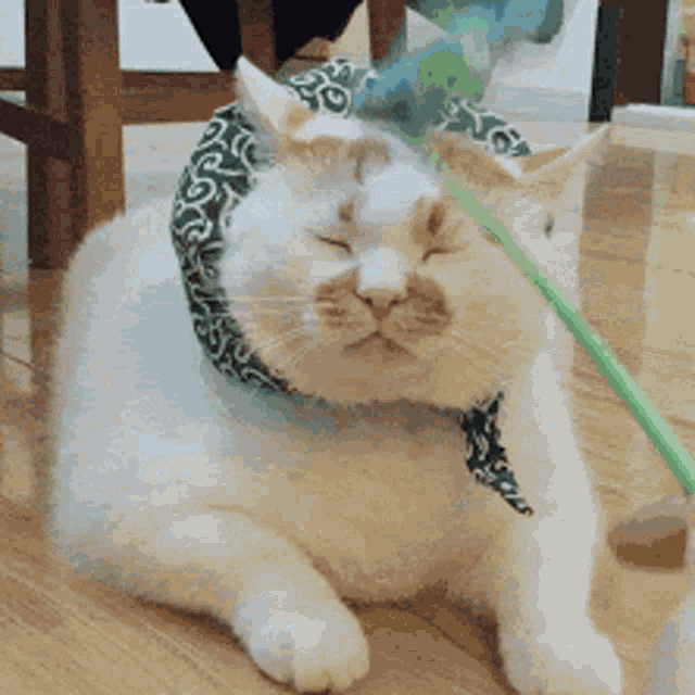 a white cat wearing a bandana laying on the floor with its eyes closed