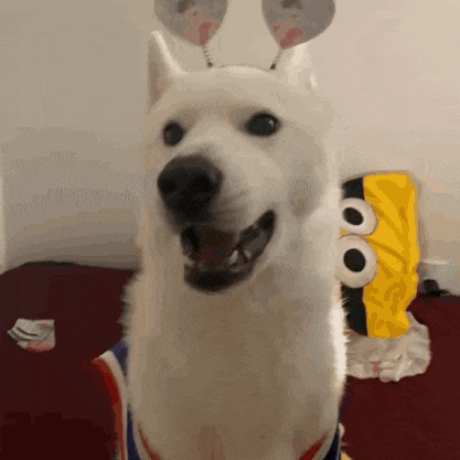 a white dog wearing balloons on its ears is smiling