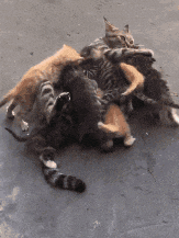 a group of kittens are laying on the ground
