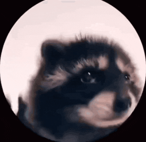 a close up of a dog 's face in a circle on a black background .