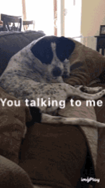 a dog laying on a couch with the words " you talking to me "