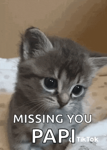 a kitten is sitting on a bed and looking at the camera with the words `` missing you papi '' written on it .