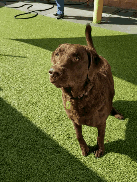 a brown dog wearing a yellow tag that says ' a ' on it