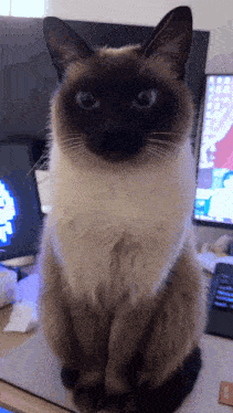 a siamese cat sits on a desk in front of a computer screen