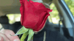 a person is holding a red rose in their hand .