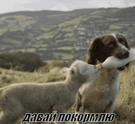 a sheep is drinking milk from a dog 's bottle .