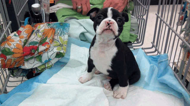 a black and white puppy is sitting on a blue and white blanket in a shopping cart