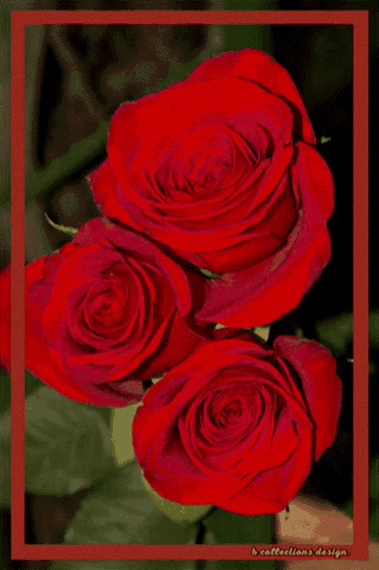 a close up of three red roses with the words b collections design on the bottom